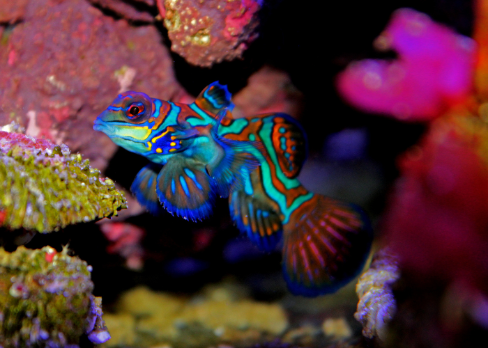 Synchiropus splendidus.