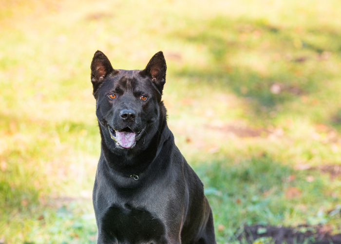 Thai Ridgeback hond zwart.