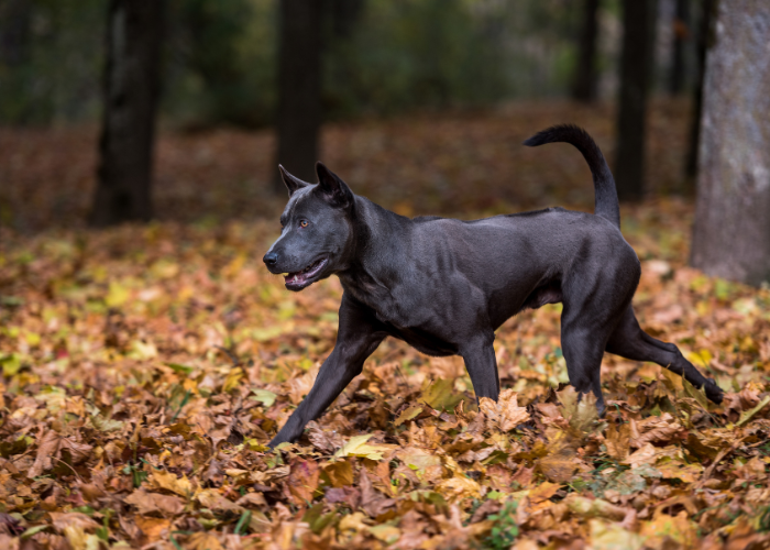 Thai Ridgeback hond FCI