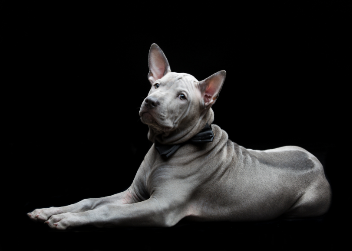 Thai Ridgeback hondewelpe.