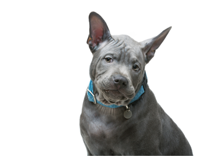 Thai Ridgeback hondewelpe.