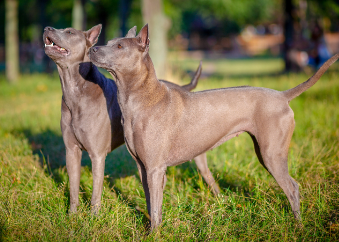 Thai-Ridgeback-honden