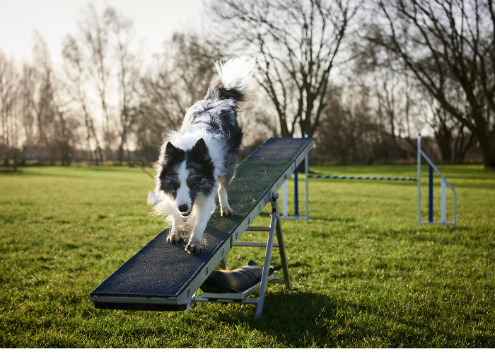 Agility-parcours voor de hond.