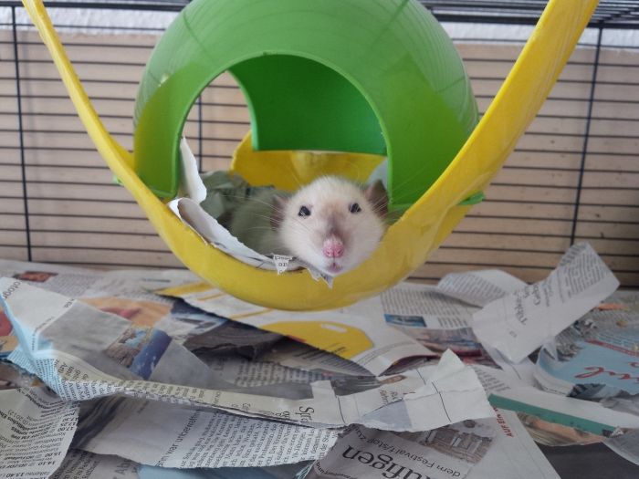 Een rat op een speelgoed in de kooi.