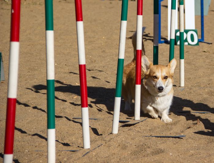 Corgi bij een slalom in agility.