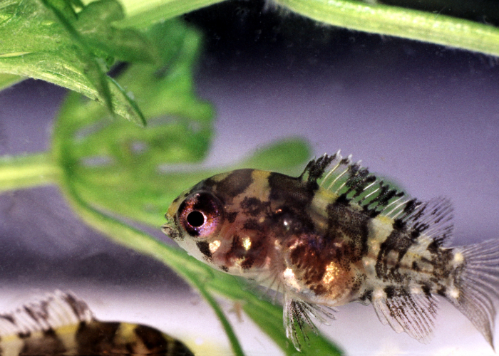 Marokkanische Acara.