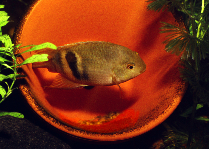 Maroni acara in het aquarium.