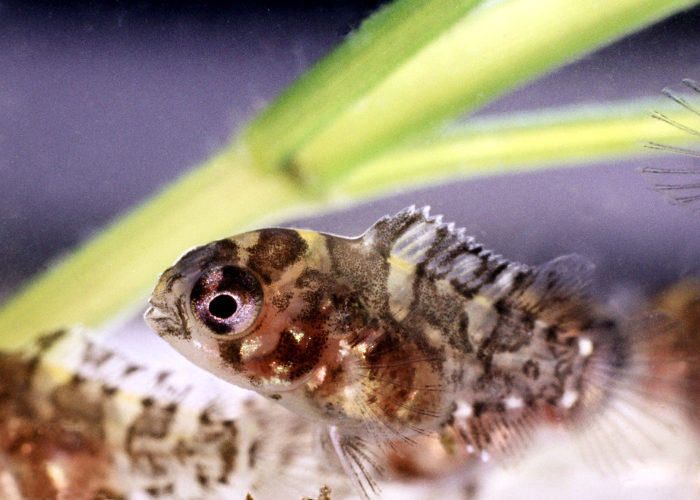 Marokkanische Akars.