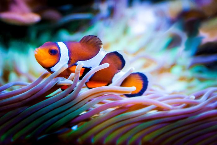 Nemo-vis in een zeeaquarium