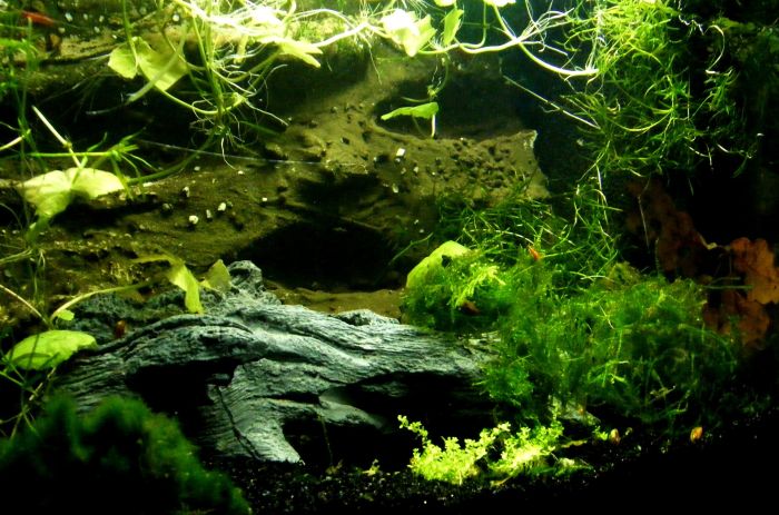 Een groen aquarium vol planten.