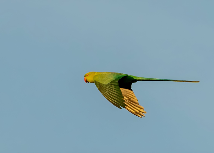 Alexandretta-papegaai in de lucht.