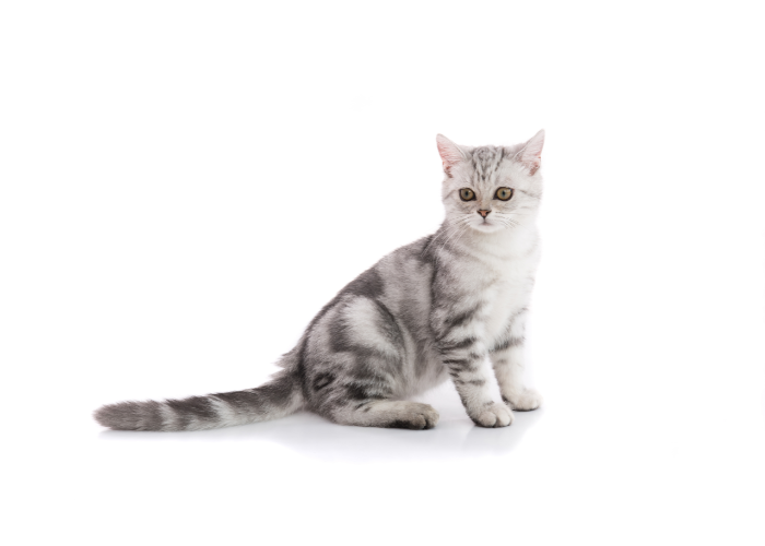 De American Shorthair kat.