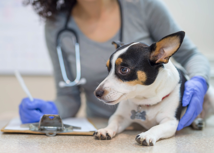 Hond bij de dierenarts.