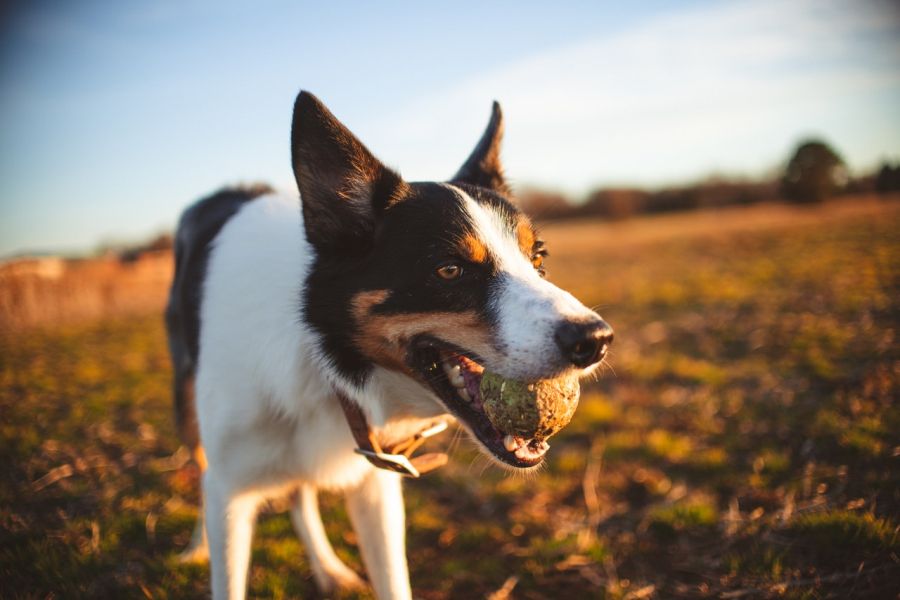 De hond haalt een tennisbal.