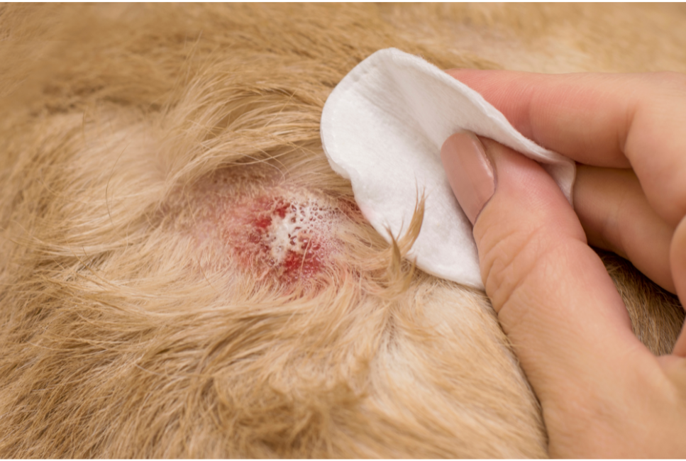 Wonden op de huid zijn een symptoom van atopische dermatitis bij de hond.