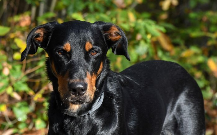 De Beauceron-hond heeft een wolfskralle en zijn aanwezigheid 