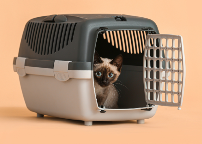Een kat in een transportcontainer.