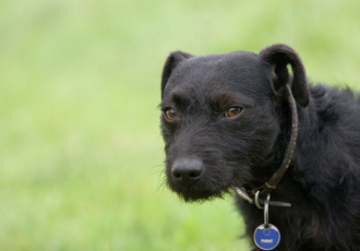 Patterdale zwarte Terrier.