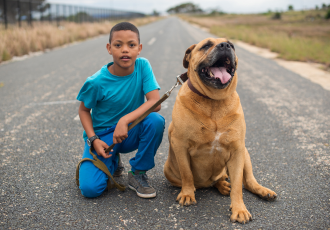 Boerboel en het kind.