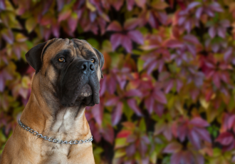 Boerboel met zwarte masker op de snuit.