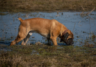 Boerboel met kopieerstaart.