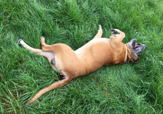 Een Zuid-Afrikaanse Dog ligt in het gras.