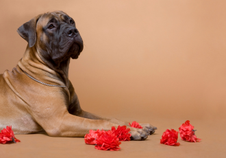 Zuid-Afrikaanse Mastiff met een zwarte masker op de snuit.