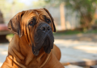 Boerboel bruin.