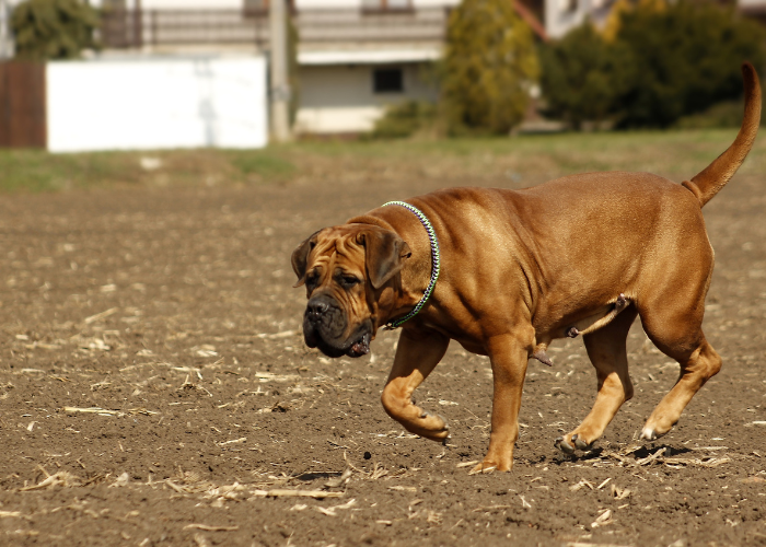 De Boerboel is een massieve, molossusachtige hond.