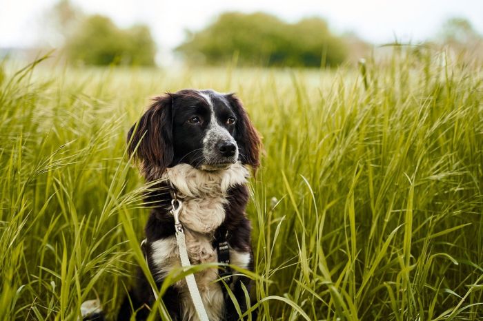 Een hond in hoog gras.
