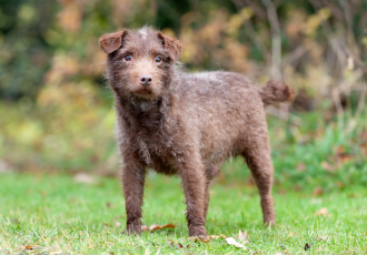 Patterdale Terrier bruin met witte vlekken.
