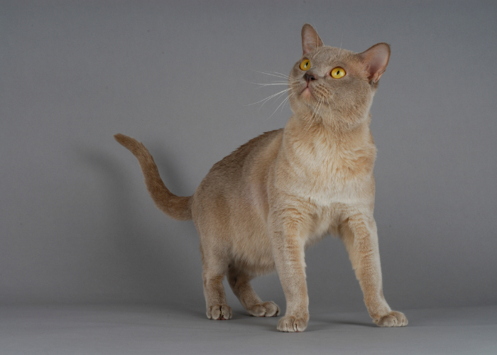 Champagne Burma-Katze.