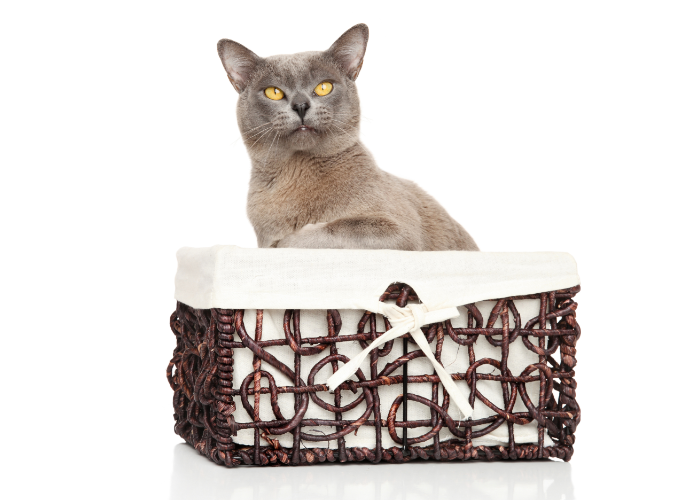 Lilafarbene Burma-Katze.