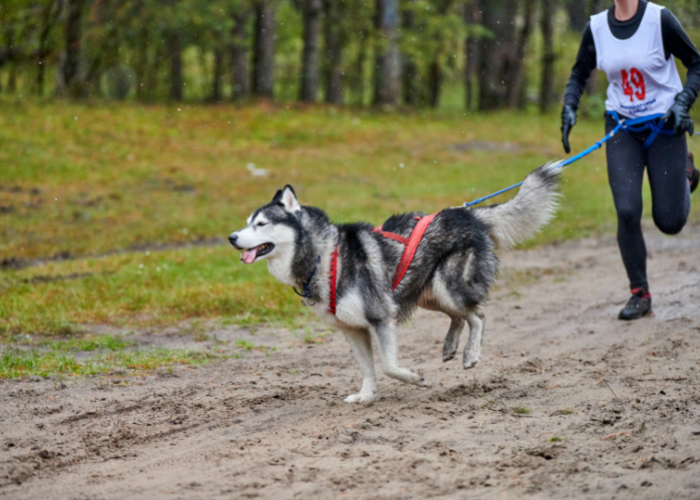 Canicross Husky.