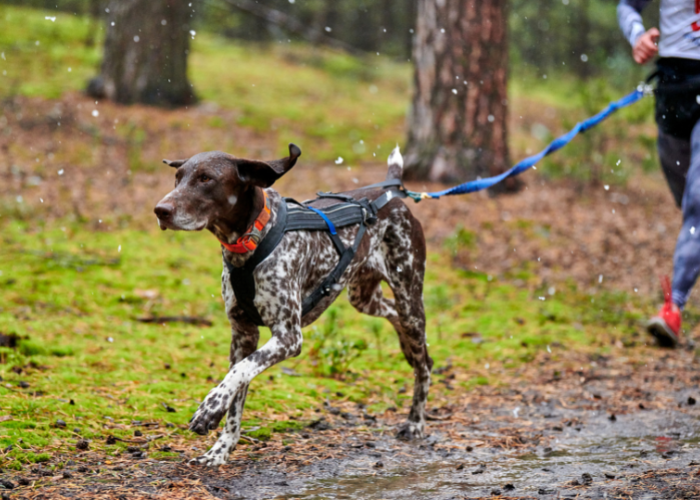 Caninross und Pointer.