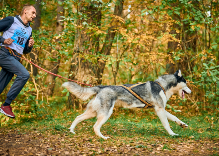 Husky beim Canicross.