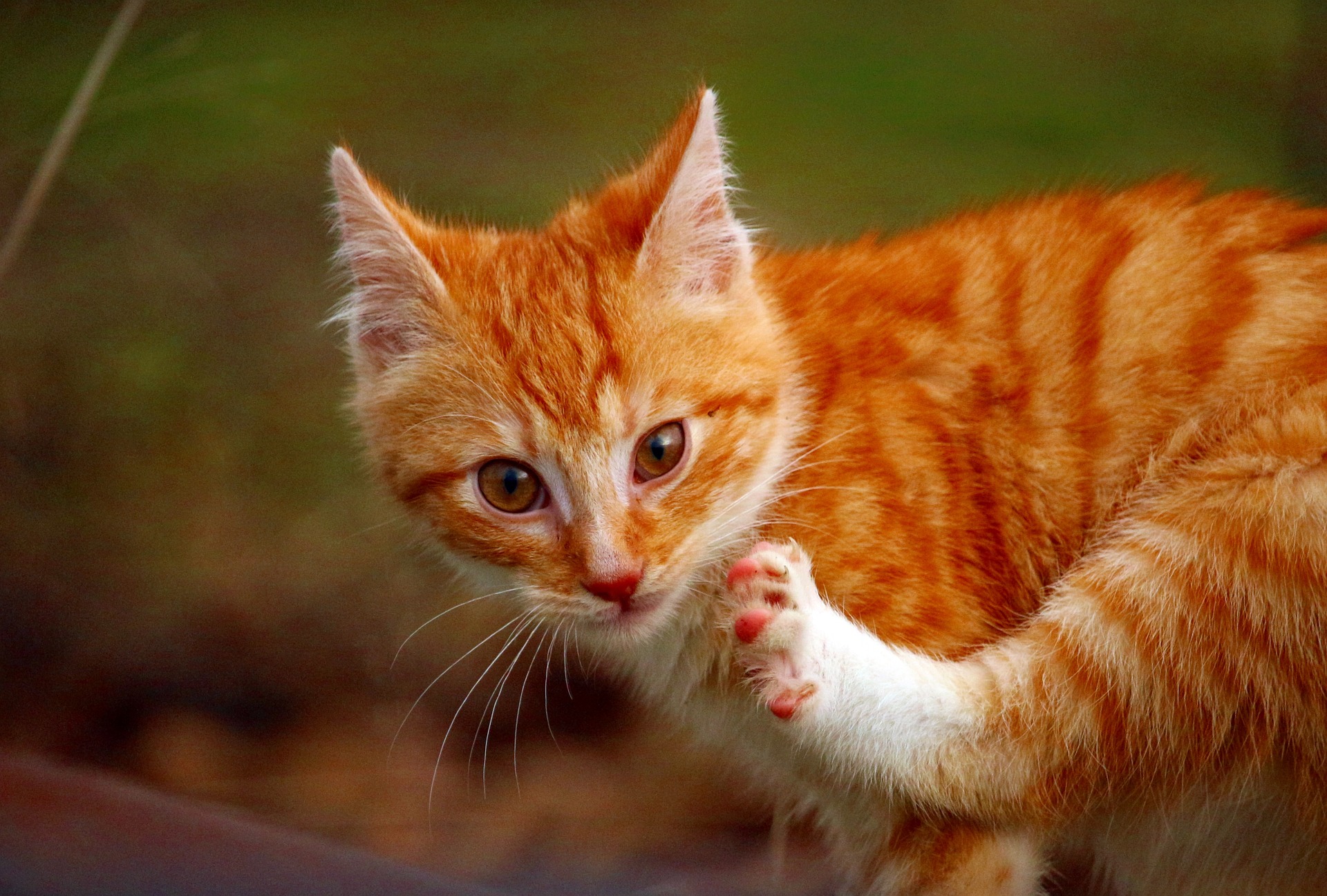 Wie een kat alleen naar buiten laat, stelt haar bloot aan risico. Gemiddeld leven buitenkatten een paar jaar korter en lijden ze aan ernstigere ziekten - inclusief botbreuken, die zich door manken kunnen uiten.