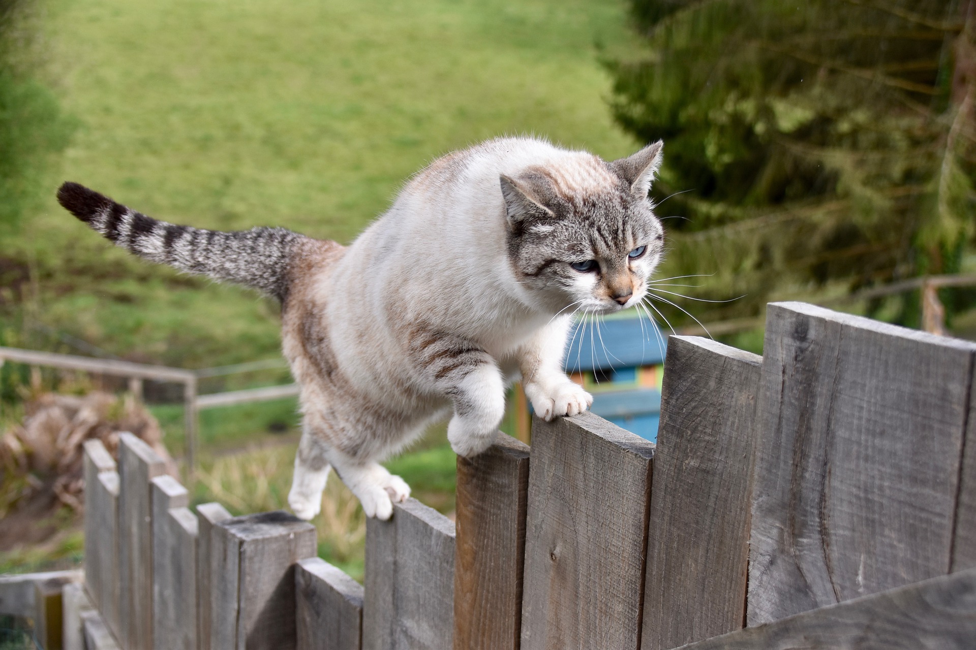 Er zijn verschillende redenen waarom een kat mank kan worden. De meest voorkomende reden zijn katten die onbeheerd naar buiten gaan. Maar ook thuis kunnen verwondingen optreden, bijvoorbeeld als ze van grote hoogte springt, op een glasscherf stapt of wordt getrapt.
