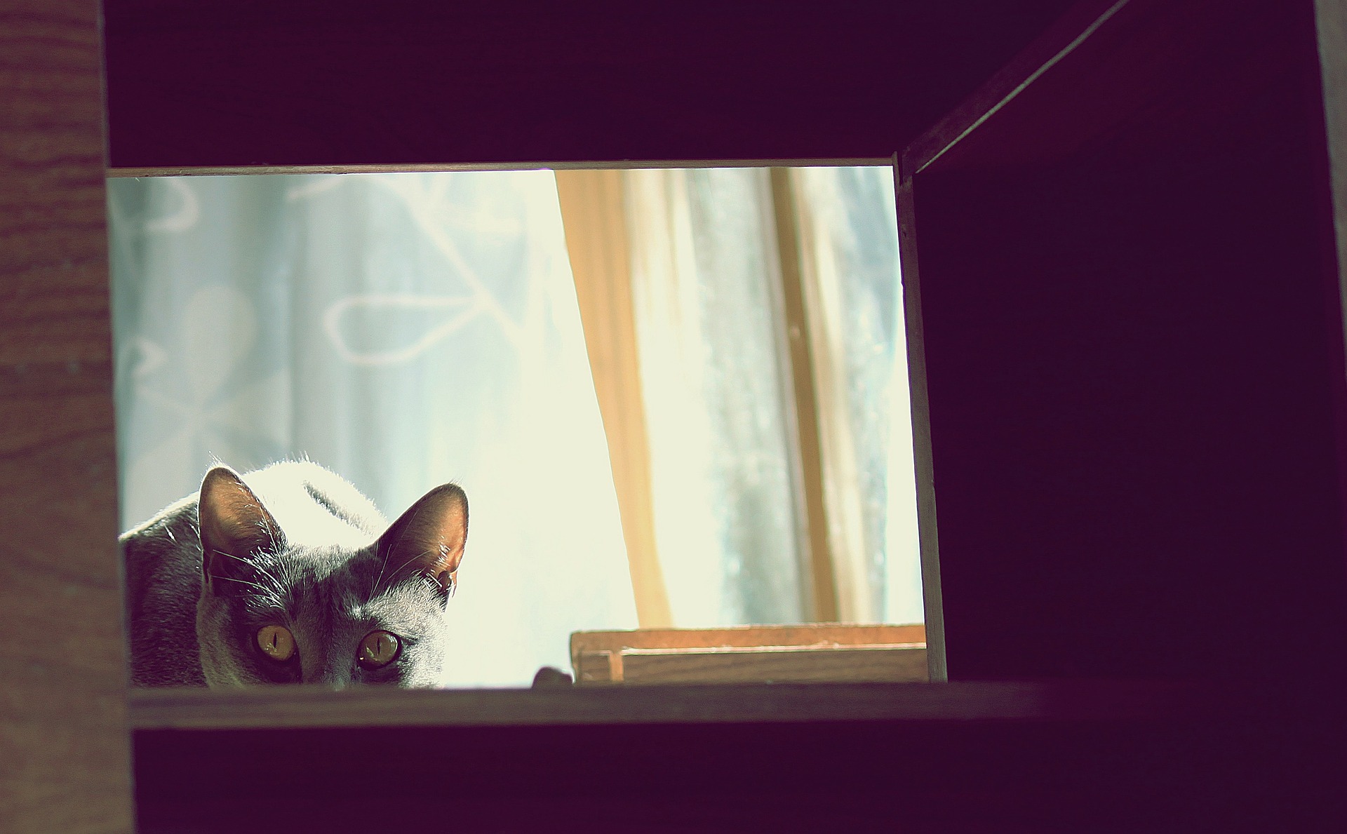 Spelen met een kat met de eigen handen of voeten eindigt bijna altijd met een beet. Dit gedrag leidt ertoe dat de kat de mens aanvalt op zoek naar aandacht, omdat ze denkt dat ze speelt.