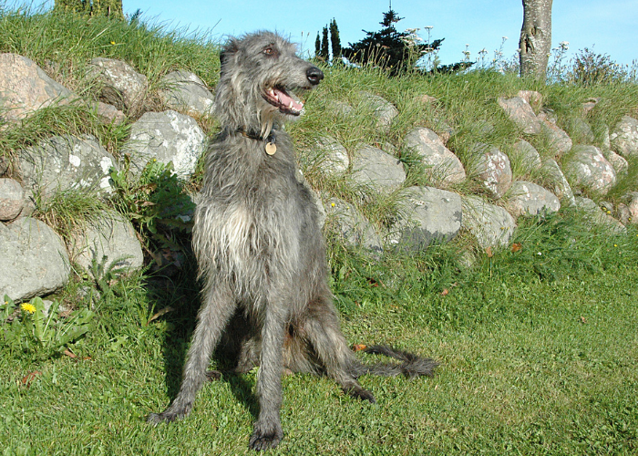 Schotse Windhond aan het hof.