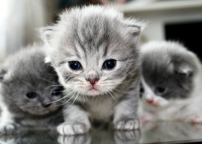 Jungdieren te vroeg van de moeder wegnemen.