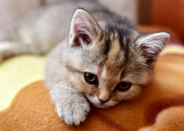 Anaklitische Depressie bij de Kat