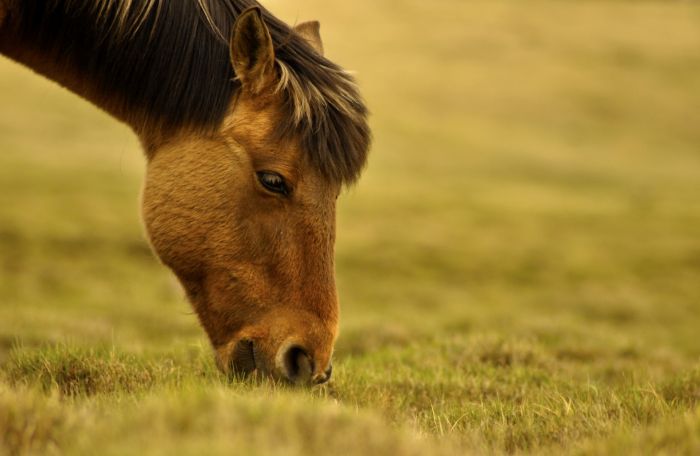 Paard eet gras uit de stal