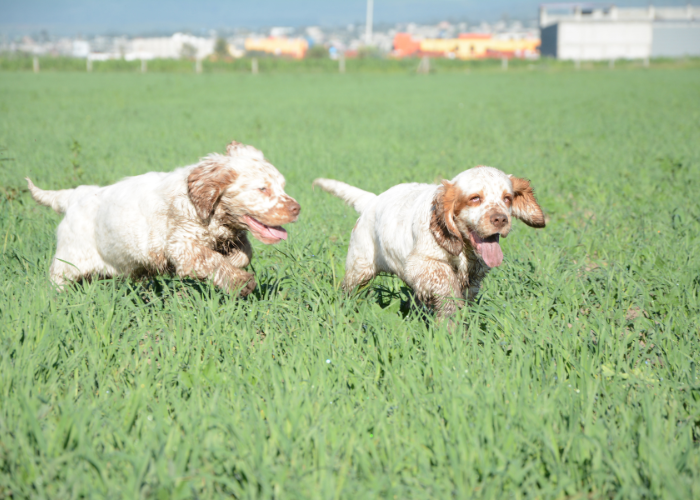 Clumber Spaniel Puppies.