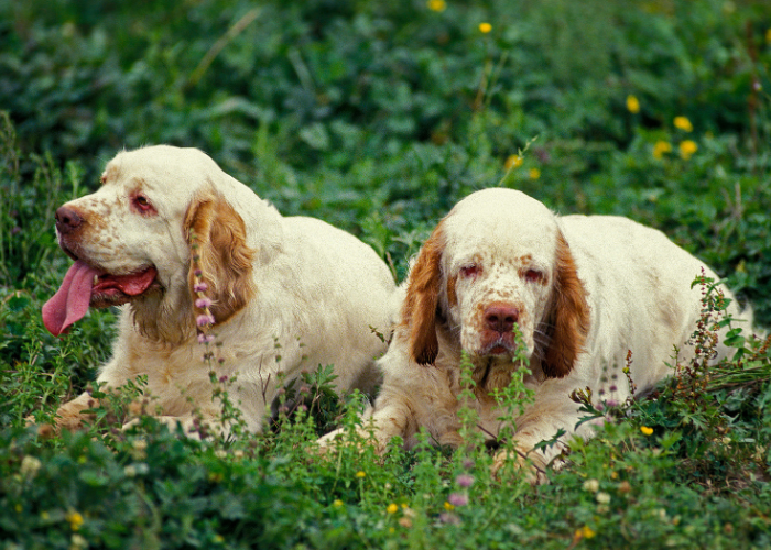 Clumber Spaniels liggen in het gras.