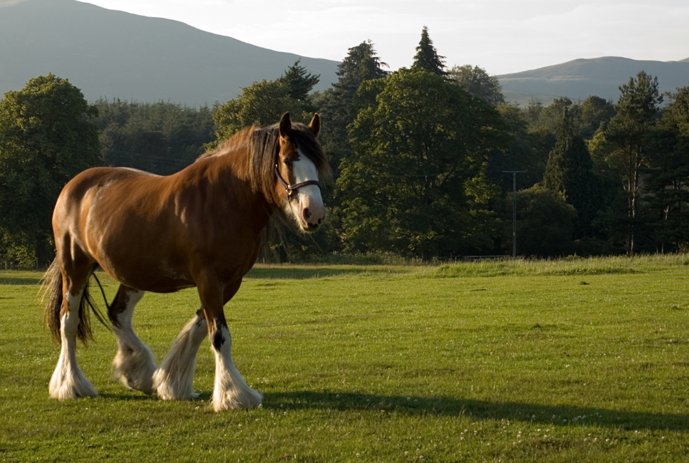 Clydesdale paard.