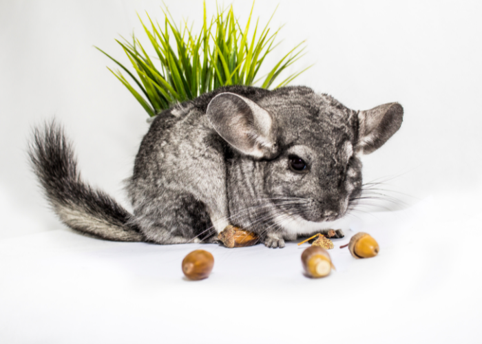 Een chinchilla snuffelt naar eikels.