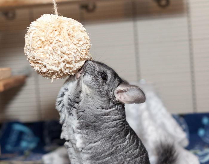 De chinchilla eet een lekkernij.