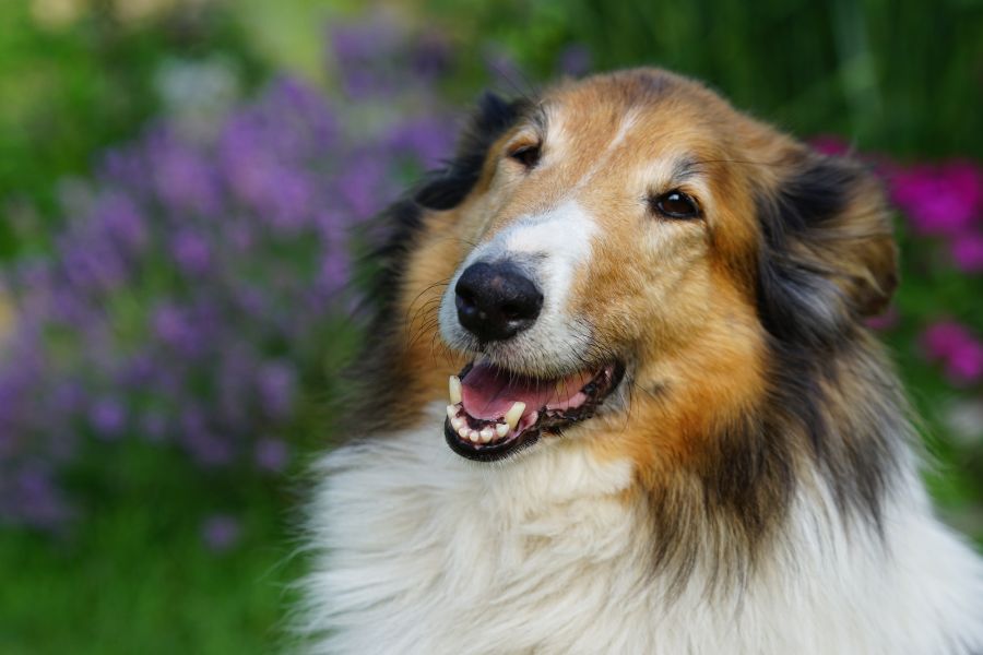 De Schotse Herder heeft licht schuinstaande ogen en een brede glimlach, wat hem de naam van de altijd lachende hond heeft opgeleverd.