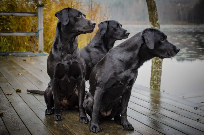 Jonge Labradors met zwarte vachtkleur.